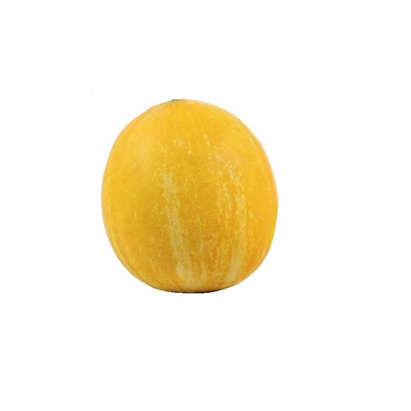Melon żółty